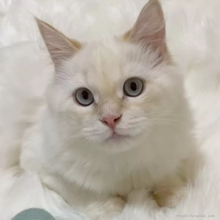 ID:2409-02585の子猫