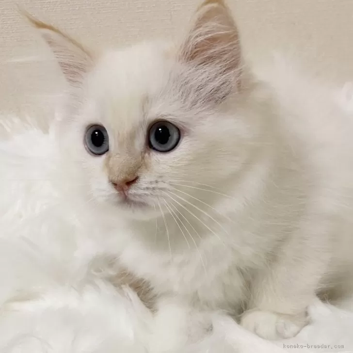 ID：2503-00025の子猫