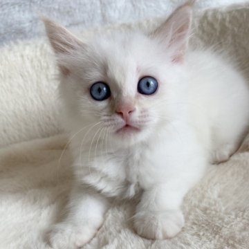 サイベリアン【滋賀県・男の子・2025年7月27日・レッドリンクスポイント】の写真「可愛い男の子🌼」