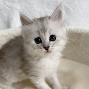 サイベリアン【滋賀県・女の子・2025年9月20日・シェーテッドシルバー】の写真「可愛い女の子🌸」