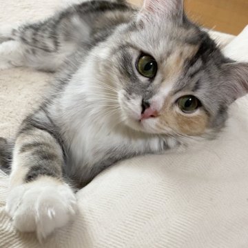 サイベリアン【滋賀県・女の子・2025年2月4日・シルバークラシックタビー】の写真「キュートな女の子✨✨[避妊済み]」