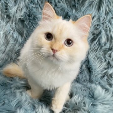 サイベリアン【滋賀県・男の子・2025年4月18日・レッドリンクスポイント】の写真「優しい男の子🌼」