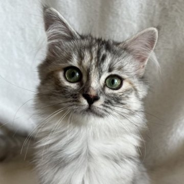 サイベリアン【滋賀県・女の子・2025年2月4日・シルバートーティ】の写真「元気いっぱいです。🍀」