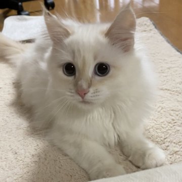 サイベリアン【滋賀県・男の子・2025年7月27日・クリームリンクスポイント】の写真「懐っこい甘えたボーイ🌼」