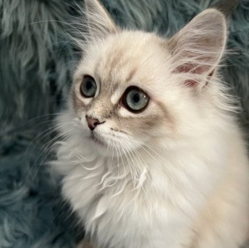 サイベリアン【滋賀県・女の子・2025年8月10日・ブルーリンクスポイント】の写真「可愛い女の子🌼」