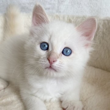 サイベリアン【滋賀県・男の子・2025年7月27日・レッドリンクスポイント】の写真「綺麗な顔立ちの男の子🌼」