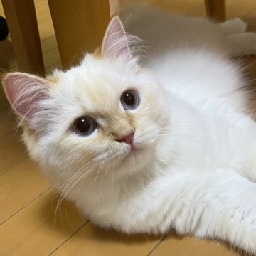 サイベリアン【滋賀県・男の子・2025年4月18日・レッドリンクスポイント】の写真「優しい男の子🌼」