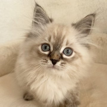 サイベリアン【滋賀県・女の子・2025年10月9日・シールリンクスポイント】の写真「可愛いい女の子🌼」