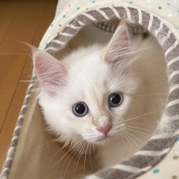 サイベリアン【滋賀県・男の子・2025年7月27日・クリームリンクスポイント】の写真「ゴロゴロ甘えん坊くん🍀優しい子です。」