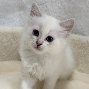 サイベリアン【滋賀県・女の子・2025年9月20日・ブルーシルバーリンクスポイント】の写真「愛らしい女の子🌼」