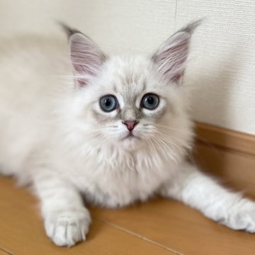 サイベリアン【滋賀県・女の子・2025年8月10日・ブルーリンクスポイント】の写真「可愛い女の子🌼」