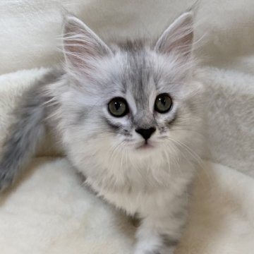 サイベリアン【滋賀県・女の子・2025年9月20日・シルバータビー】の写真「可愛い女の子🌸」