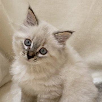 サイベリアン【滋賀県・女の子・2025年9月20日・シールリンクスポイント】の写真「可愛い女の子🌸」