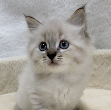 サイベリアン【滋賀県・女の子・2025年9月20日・シールリンクスポイント】の写真「可愛い女の子🌸」