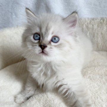 サイベリアン【滋賀県・女の子・2024年12月31日・シールリンクスポイント】の写真「モフモフで元気な可愛い女の子✨」