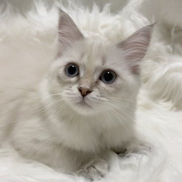 サイベリアン【滋賀県・女の子・2025年8月10日・ブルーリンクスポイント】の写真「甘えたさんの可愛い女の子🌼」