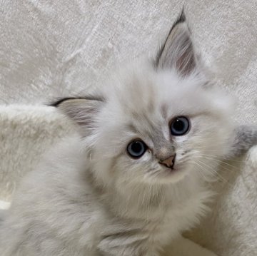 サイベリアン【滋賀県・女の子・2025年10月9日・シールリンクスポイント】の写真「愛らしい顔立ちです🌸」