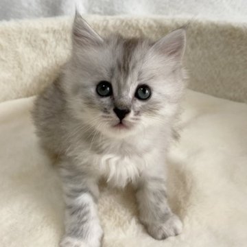 サイベリアン【滋賀県・女の子・2025年9月20日・シルバータビー】の写真「可愛い女の子🌼」