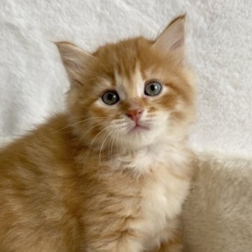 サイベリアン【滋賀県・男の子・2025年9月20日・レッドタビー】の写真「甘えん坊の男の子🌼」