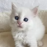 サイベリアン