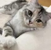 サイベリアン