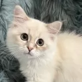 サイベリアン【滋賀県・女の子・2025年8月10日・ブルートーティリンクスポイント】の写真1