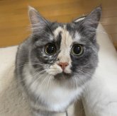 サイベリアン