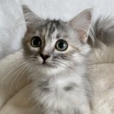 サイベリアン