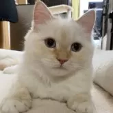 サイベリアン