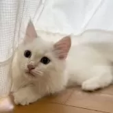 サイベリアン【滋賀県・男の子・2025年7月27日・クリームリンクスポイント】の写真2