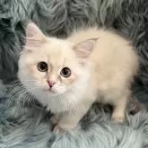 サイベリアン【滋賀県・女の子・2025年8月10日・ブルートーティリンクスポイント】の写真2