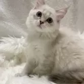 サイベリアン【滋賀県・女の子・2025年8月10日・ブルーリンクスポイント】の写真2