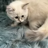 サイベリアン【滋賀県・女の子・2025年8月10日・ブルートーティリンクスポイント】の写真4