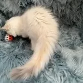 サイベリアン【滋賀県・女の子・2025年8月10日・ブルートーティリンクスポイント】の写真6