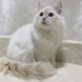 サイベリアン【滋賀県・男の子・2025年7月27日・クリームリンクスポイント】の写真7