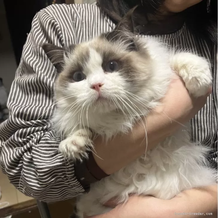 ID：2305-03645の子猫