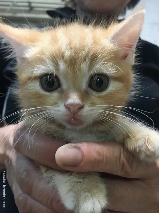 ID:2107-00181の子猫