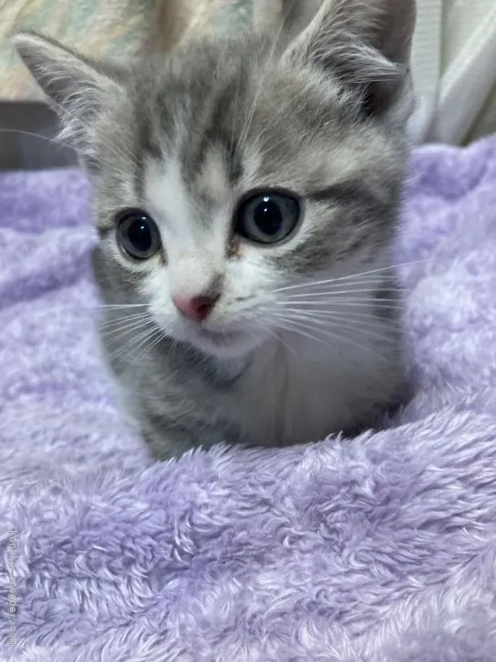 ID：2202-00194の子猫