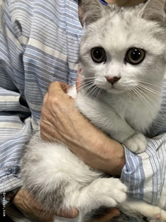 ID：2111-01212の子猫