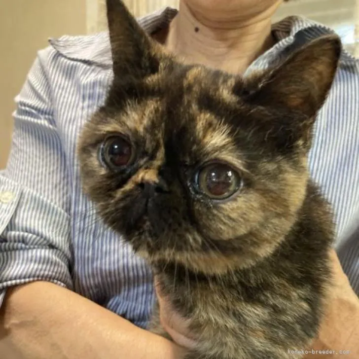 ID:2206-02242の子猫