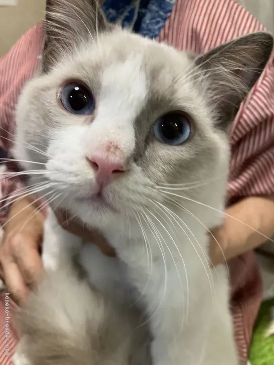 ID：2108-00238の子猫