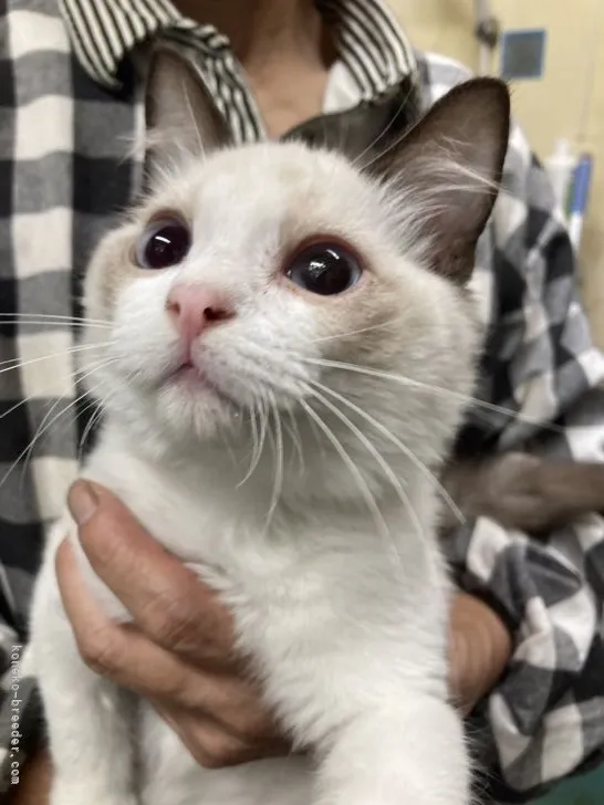 K.Y 様のお迎えした子猫