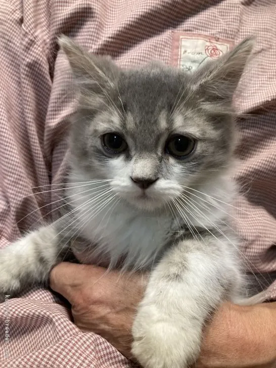 ID:2110-02076の子猫