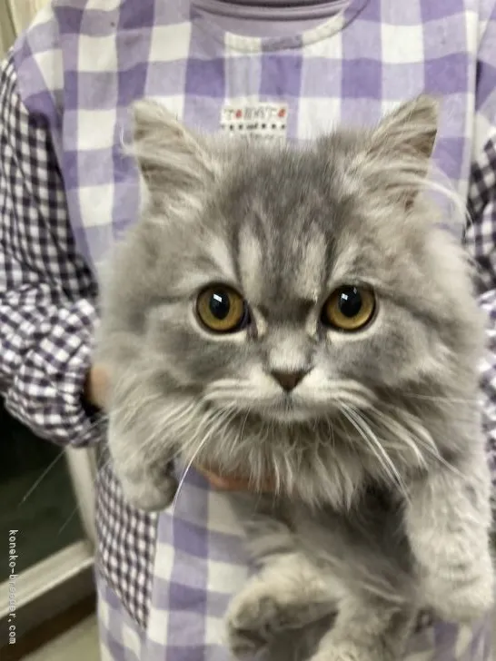 ID:2204-00001の子猫