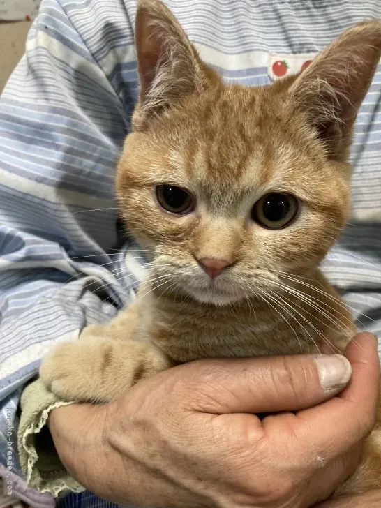 ID：2203-00297の子猫