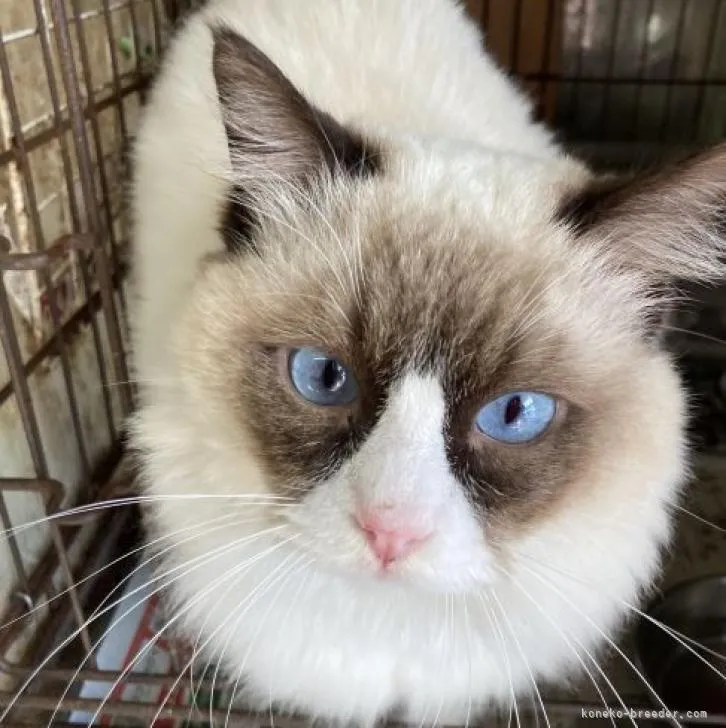 ラグドール【埼玉県・男の子・2022年1月3日・シールポイントバイカラー】の写真1「12/23撮影」
