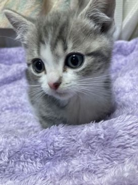 マンチカン【埼玉県・男の子・2021年12月12日・ブルータビー&ホワイト】の写真「模様の綺麗な短足イケメン君」