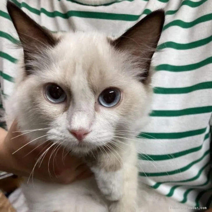 ID:2207-01793の子猫