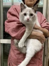 ラグドール【埼玉県・男の子・2021年5月7日・シールポイントバイカラー】の写真3「お手入れしやすい毛量です。」