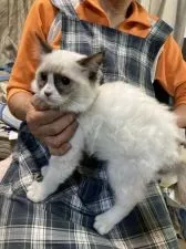 ラグドール【埼玉県・男の子・2022年1月3日・シールポイントバイカラー】の写真3「9/30撮影」